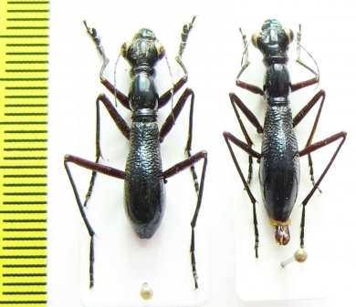 Tricondyla sp., pair  Indonesia, Papua - INSECTS-STORE.RU
