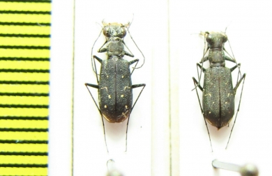 Cylindera sp.  Guinee - INSECTS-STORE.RU