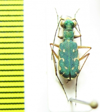 Myriochila sp. Zimbabwe - INSECTS-STORE.RU