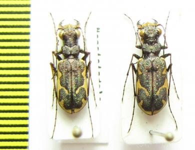 Neocicindela tuberculata, pair  New Zealand - INSECTS-STORE.RU