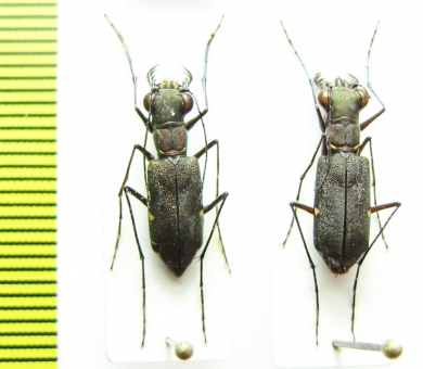 Odontocheila sp., pair  Peru - INSECTS-STORE.RU