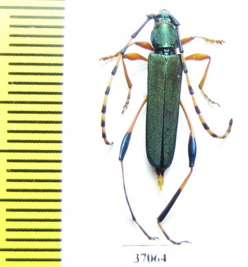 Cerambycidae sp.  South Africa Rep. - INSECTS-STORE.RU