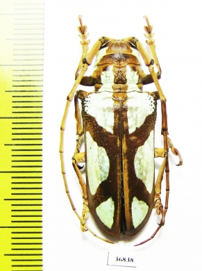 Prosopocera sp.  Zambia - INSECTS-STORE.RU