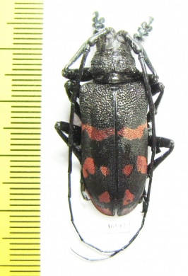 Ceroplesis militaris  Zambia - INSECTS-STORE.RU