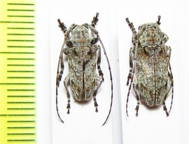 Cnemolia marmorata, pair  Cameroon - INSECTS-STORE.RU