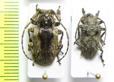 Crossotus molossus  Cameroon - INSECTS-STORE.RU