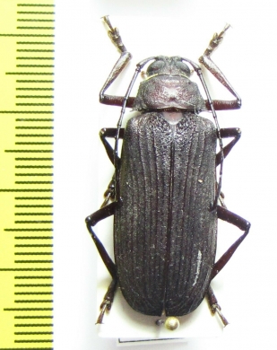 Typoma ? quedenfeldti  Cameroon - INSECTS-STORE.RU