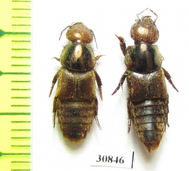 Staphylinidae sp., pair  Peru (myrmecophilous)   - INSECTS-STORE.RU