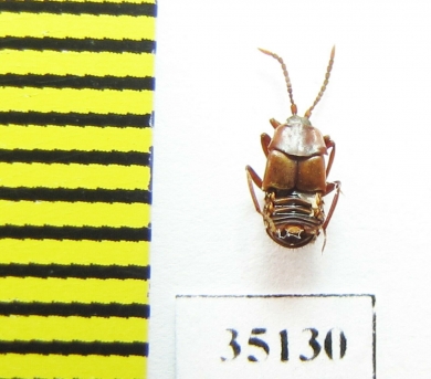 Lomechusa emarginata  Russia, Tver reg. - INSECTS-STORE.RU