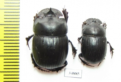 Catharsius sp., pair  Sudan - INSECTS-STORE.RU