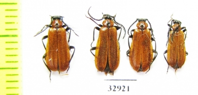 Schizotus pectinicornis, pair  Russia, Tver reg. - INSECTS-STORE.RU