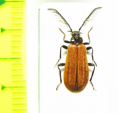 Schizotus fuscicollis, male  Russia, Sakhalin isl. - INSECTS-STORE.RU