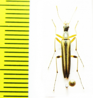 Cephaloon pallens  Japan - INSECTS-STORE.RU