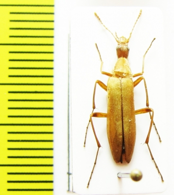 Cephaloon pallens  Russia, Far East - INSECTS-STORE.RU