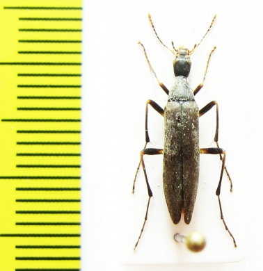 Cephaloon pallens  Russia, Far East - INSECTS-STORE.RU