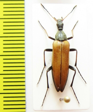 Cephaloon variabilis  Russia, Far East - INSECTS-STORE.RU