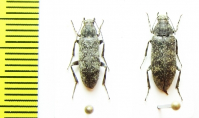 Stenotrachelidae, Scotodes annulatus, pair  Russia, Far East - INSECTS-STORE.RU