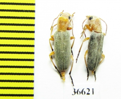 Oedemeridae sp.  Iran, Mazandaran prov. - INSECTS-STORE.RU