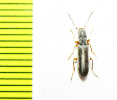 Oedemeridae sp.  Argentina - INSECTS-STORE.RU