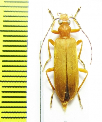 Oedemeridae sp.  Bolivia - INSECTS-STORE.RU