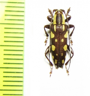 Mimoplocia notata  Philippines - INSECTS-STORE.RU