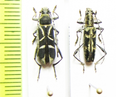 Prothema leucaspis, Polyphida lumawigi  Philippines - INSECTS-STORE.RU