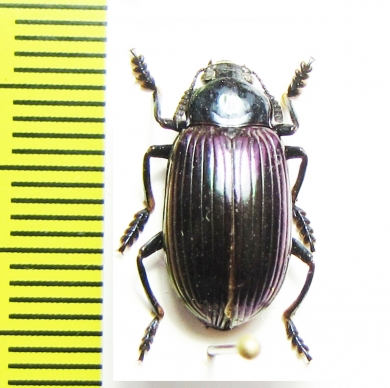 Tenebrionidae sp.  Thailand - INSECTS-STORE.RU