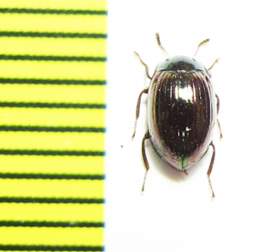 Tenebrionidae sp.  Malaysia - INSECTS-STORE.RU