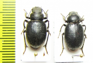 Idiesa fischeri, pair  Uzbekistan - INSECTS-STORE.RU