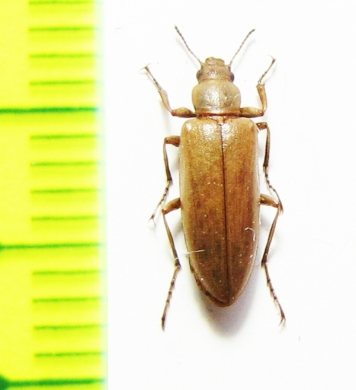 Sphenaria karelini  Uzbekistan - INSECTS-STORE.RU