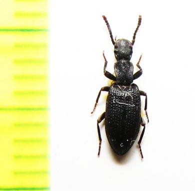 Stenosis sulcicollis  Uzbekistan - INSECTS-STORE.RU