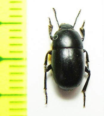 Microplatyscelis seriepunctata  Tajikistan - INSECTS-STORE.RU