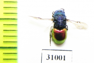 Chrysididae sp.  Russia, Moscow reg. - INSECTS-STORE.RU