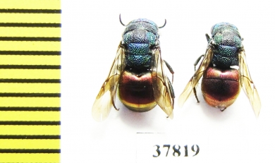 Chrysididae sp.  Russia, Tver reg. - INSECTS-STORE.RU