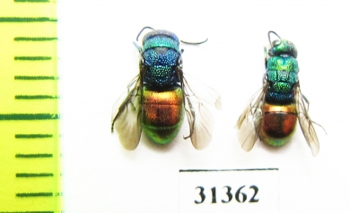 Chrysididae sp.  Russia, Tver reg. - INSECTS-STORE.RU