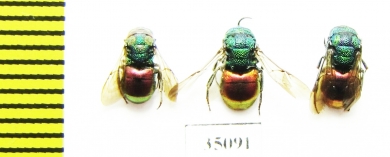 Chrysididae sp.  Russia, Tver reg. - INSECTS-STORE.RU