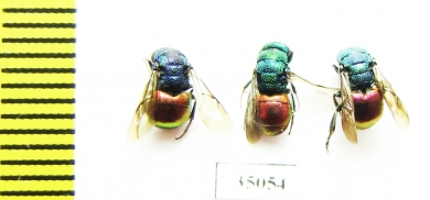 Chrysididae sp.  Russia, Tver reg. - INSECTS-STORE.RU