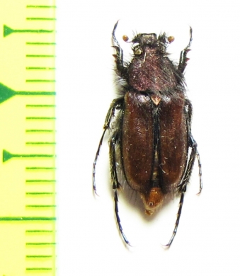 Pygopleurus anemonius  Greece - INSECTS-STORE.RU