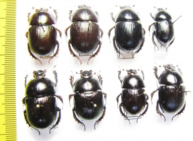Geotrupes jakovlevi, baicalicus, impressus, spiniger - INSECTS-STORE.RU