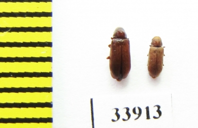 Anobiidae sp.  Iran, Mazandaran prov. - INSECTS-STORE.RU