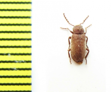 Anobiidae sp.  Morocco - INSECTS-STORE.RU