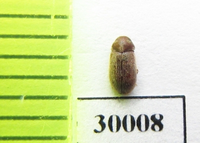 Anobiidae sp.  Poland - INSECTS-STORE.RU