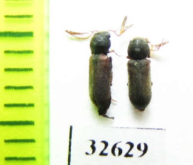 Ptilinus pectinicornis  Poland - INSECTS-STORE.RU