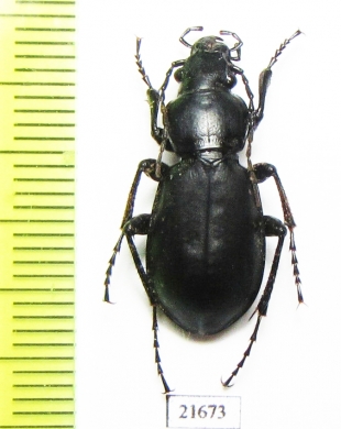 Carabus (Cyclocarabus) sidzhakensis  Uzbekistan - INSECTS-STORE.RU