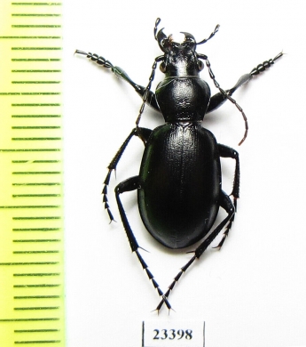 Carabus (Cyclocarabus) zarudnyi  Uzbekistan - INSECTS-STORE.RU