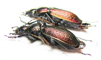 Carabus (Sphodristocarabus) armeniacus laevilineatus, pair  Abkhazia - INSECTS-STORE.RU