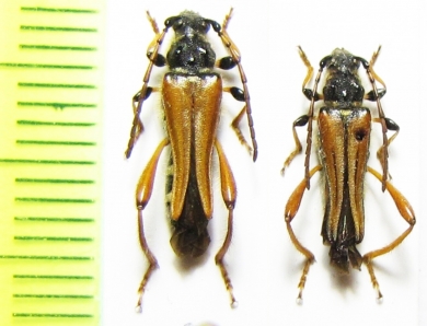 Stenopterus rufus geniculatus, S.rufus rufus  Greece/Russia - INSECTS-STORE.RU