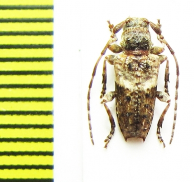 Pogonocherus eugeniae taygetanus  Greece - INSECTS-STORE.RU