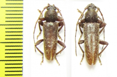 Trichoferus sp.  Russia, Far East - INSECTS-STORE.RU