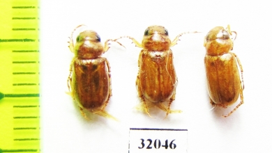 Epadoretus reitteri  Uzbekistan - INSECTS-STORE.RU